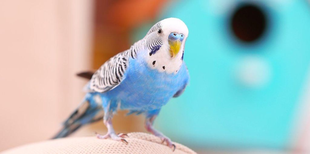 The  Budgerigars