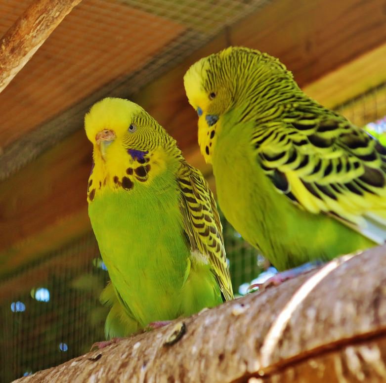 The  Budgerigars