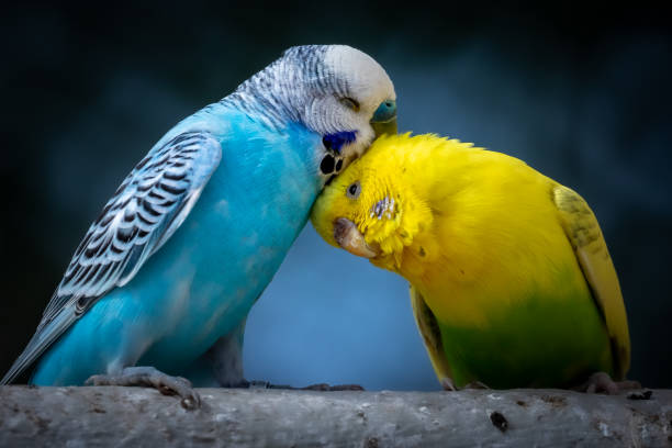 The Budgerigars